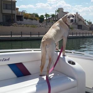 Meet your Posher, Debbie